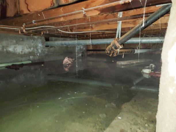 Best Mold removal after water damage  in Temperance, MI